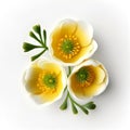 Bouquet of yellow orange buttercup crowfoot flower plant with leaves isolated on white background. 3D rendering Royalty Free Stock Photo