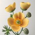 Bouquet of yellow orange buttercup crowfoot flower plant with leaves isolated on white background. 3D rendering Royalty Free Stock Photo