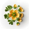 Bouquet of yellow orange buttercup crowfoot flower plant with leaves isolated on white background. 3D rendering Royalty Free Stock Photo