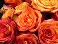 Bouquet of yellow-orange roses closeup, top view Royalty Free Stock Photo