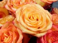 Bouquet of yellow-orange roses macro, top view Royalty Free Stock Photo