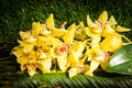 Bouquet of yellow orchid flowers on a bed of green leaves
