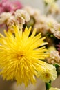 A bouquet of yellow and pink asters and gerbers in a glass vase against the backdrop of a window with rays of sun Royalty Free Stock Photo