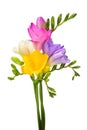 Bouquet yellow, pink and violet freesia isolated on white background