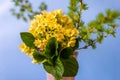 Bouquet of yellow primula flowers with larch twig