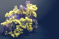 Bouquet of yellow and purple  flowers on a dark background. Bouquet of statice sea lavender Royalty Free Stock Photo