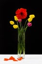 Bouquet of yellow and purple tulips and poppy in a glass vase on black background.