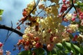 Bouquet of yellow and red rainbow shower flowers, medium close up Royalty Free Stock Photo