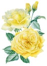 Bouquet of yellow rose on an isolated white background. Watercolor botanical illustration. Floral design Royalty Free Stock Photo