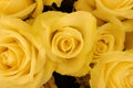 Bouquet of yellow roses Royalty Free Stock Photo