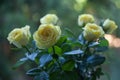 Bouquet yellow roses natural on green background for celebration decoration design. Nature spring concept. Summer background Royalty Free Stock Photo