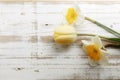 Bouquet of yellow spring daffodils on white rustic wooden background with copy space Royalty Free Stock Photo