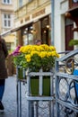 Bouquet of yellow street flowers Royalty Free Stock Photo