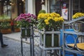 Bouquet of yellow street flowers Royalty Free Stock Photo