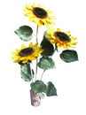 Bouquet of yellow sunflowers in a clay vase isolated on white Royalty Free Stock Photo