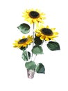 Bouquet of yellow sunflowers in a clay vase isolated on white
