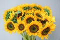 Bouquet of yellow sunflowers , flower in vase on old vintage table. Room morning. Gray background. Colors of autumn and Royalty Free Stock Photo