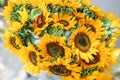 Bouquet of yellow sunflowers , flower in vase on old vintage table. Room morning. Gray background. Colors of autumn and Royalty Free Stock Photo