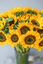 Bouquet of yellow sunflowers , flower in vase on old vintage table. Room morning. Gray background. Colors of autumn and Royalty Free Stock Photo