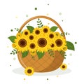 Bouquet of yellow sunflowers and leaves in a wicker basket on a white background. Vector illustration. Royalty Free Stock Photo