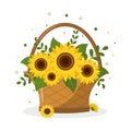 Bouquet of yellow sunflowers and leaves in a wicker basket on a white background. Vector illustration. Royalty Free Stock Photo