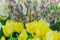 Bouquet of yellow tilips and willow branches. Spring flowers Royalty Free Stock Photo