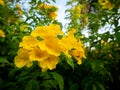 Bouquet of Yellow Trumpet-Flowers Blooming Royalty Free Stock Photo