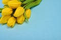 Bouquet of yellow tulip flowers on blue background Royalty Free Stock Photo