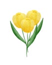 Bouquet of yellow tulip flowers isolated on white background, watercolor floral design for mothers day or easter celebration, spri Royalty Free Stock Photo