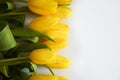 A bouquet of yellow tulips. beautiful spring flowers. background for decoration for the Easter holida Royalty Free Stock Photo