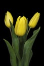 Bouquet of yellow tulips on black background Royalty Free Stock Photo