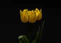 A bouquet of yellow tulips on a black background. Royalty Free Stock Photo