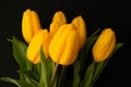 Bouquet of yellow tulips on a black background. Selective focus Royalty Free Stock Photo