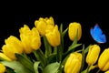 Bouquet of yellow tulips with a blue butterfly on a black background. flowers in the garden. moth postcard Royalty Free Stock Photo