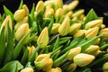 Bouquet of yellow tulips close-up, a beautiful bouquet of tulips on the background of nature. Spring landscape. Floral background Royalty Free Stock Photo