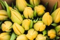 Bouquet of yellow tulips close-up, a beautiful bouquet of tulips on the background of nature. Spring landscape. Floral background Royalty Free Stock Photo