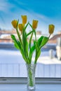A bouquet of yellow tulips in a crystal vase against a snow-covered roof Royalty Free Stock Photo