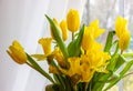 Bouquet of yellow tulips and daffodils  in a vase. Easter and spring greeting card. Women`s day, March 8 Royalty Free Stock Photo