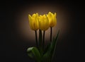 A bouquet of yellow tulips with drops of water on a black background with orange lighting. Royalty Free Stock Photo