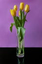 A bouquet of yellow tulips in a glass vase on a purple wall background. A gift for women`s day made of yellow tulip flowers Royalty Free Stock Photo