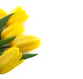 Bouquet of yellow tulips isolated on white background with clipp Royalty Free Stock Photo