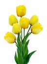 Bouquet of yellow tulips isolated on white background Royalty Free Stock Photo