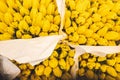 A bouquet of yellow tulips