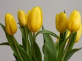 A bouquet of yellow tulips in a small bunch.