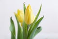 Bouquet of yellow tulips. Spring greeting card happy mother day copy space