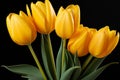 a bouquet of yellow tulips in a vase on a black background Royalty Free Stock Photo