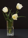 Bouquet of yellow tulips in vase on a black background Royalty Free Stock Photo