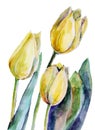 Bouquet Yellow Tulips of Watercolor. Floral Illustration.