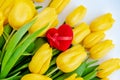 Bouquet of yellow tulips on a white background. Red velvet heart shaped gift box surrounded by yellow tulips Royalty Free Stock Photo