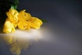 A bouquet of yellow tulips for Women`s Day on a dark background.  Women`s day  greetings. Royalty Free Stock Photo